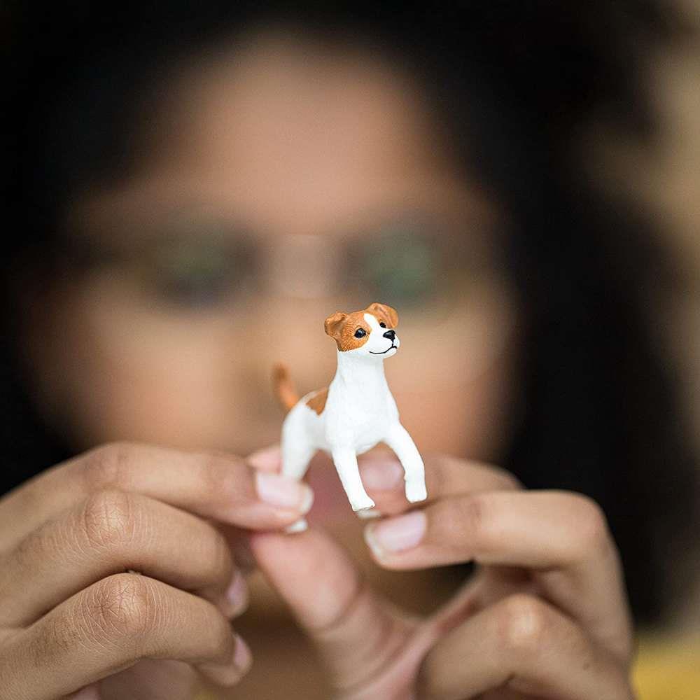 Jack Russell Terrier - Image 2