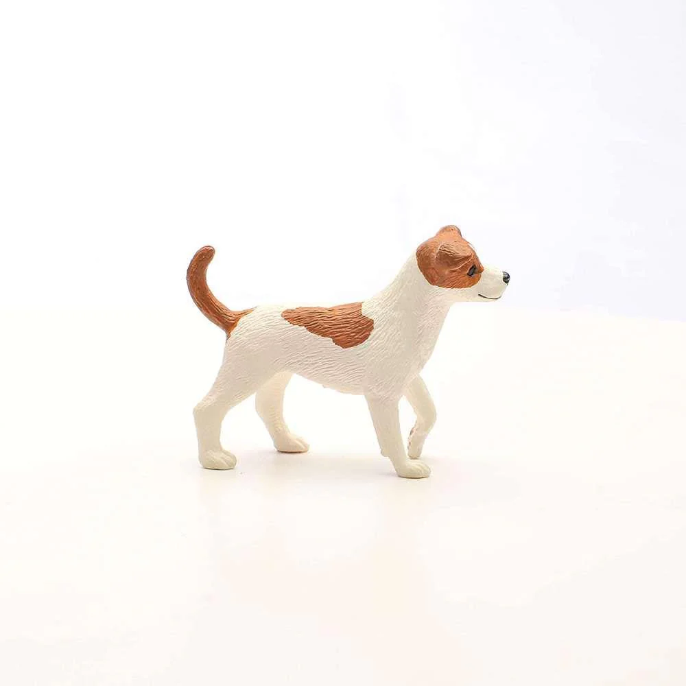 Jack Russell Terrier - Image 3