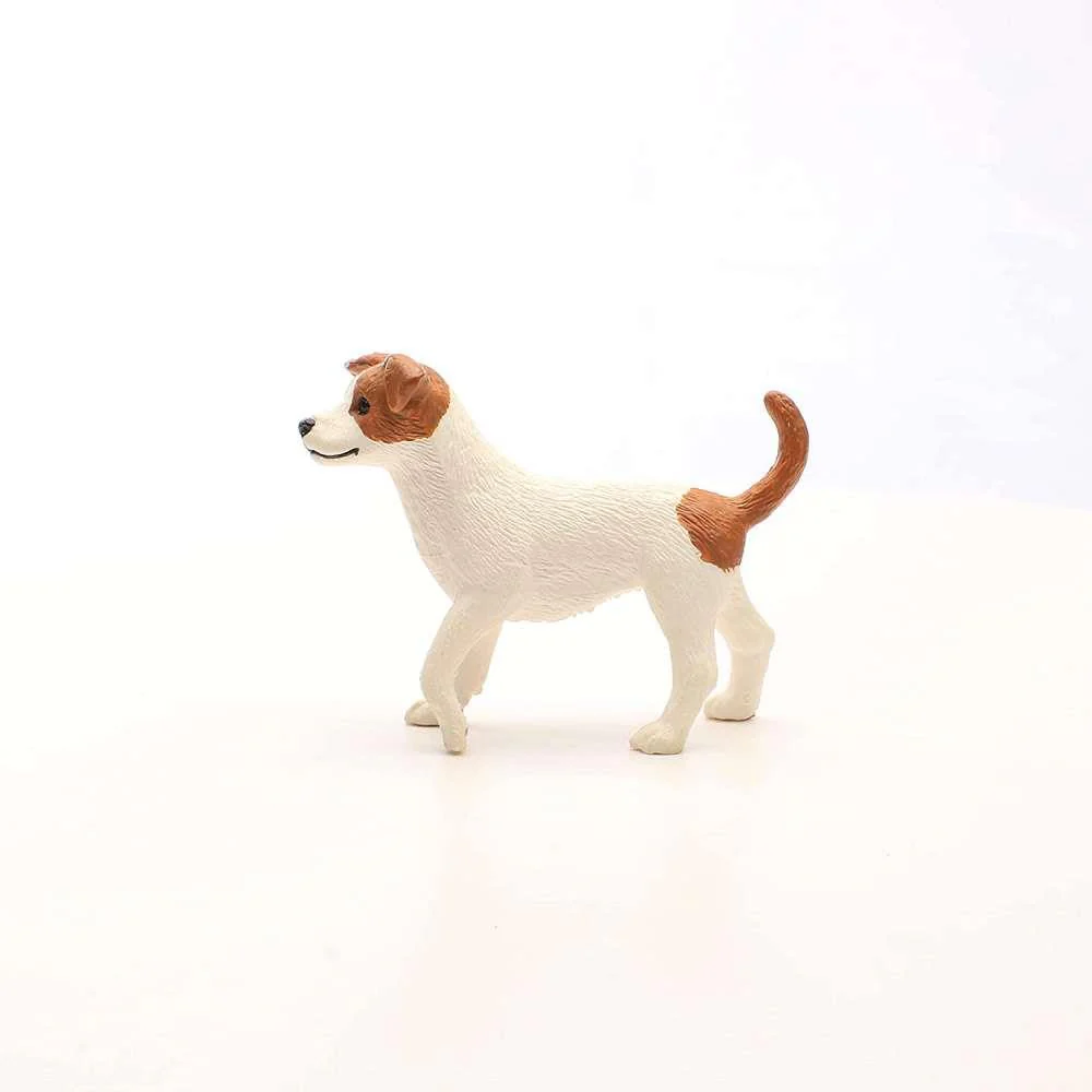 Jack Russell Terrier - Image 4