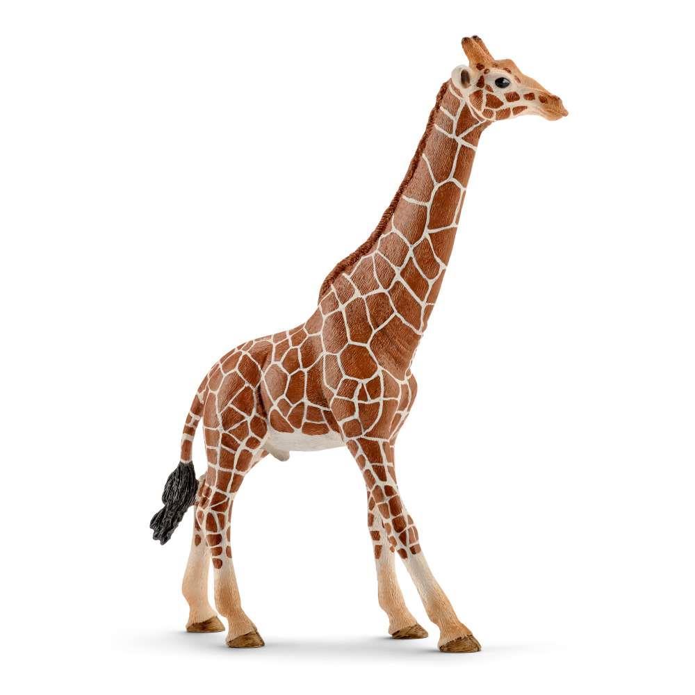 Girafa Macho