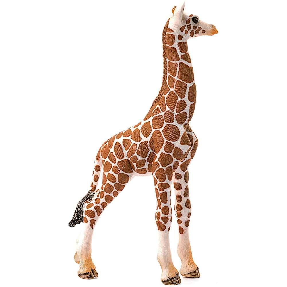 Cria de Girafa - Image 3