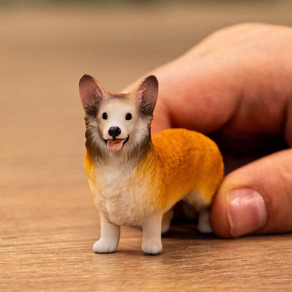 Corgi Galês - Image 2