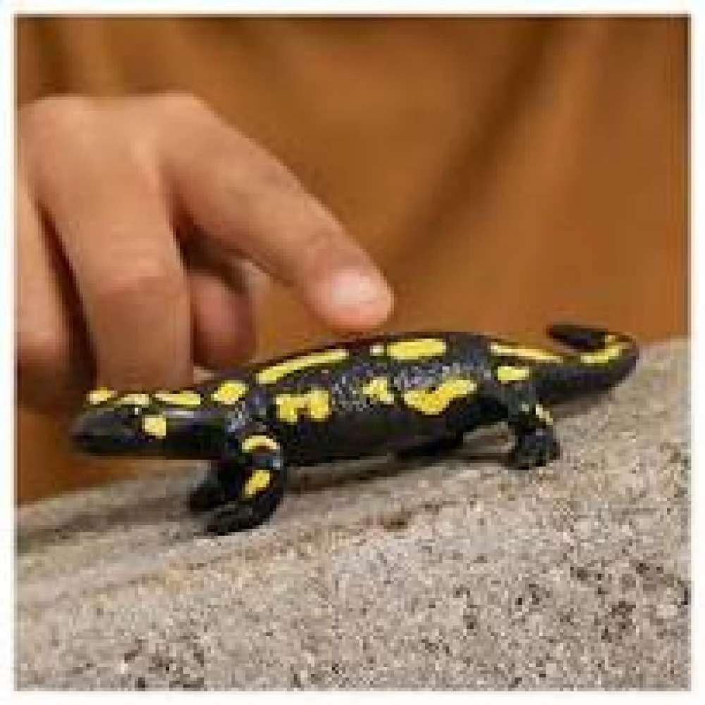Salamandra - Image 2